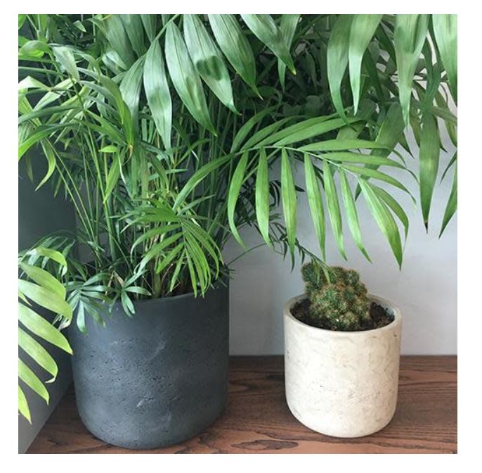 Arena Flowers Discount June 2024