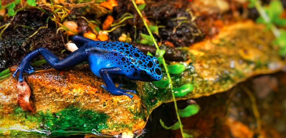 About Reptile Centre Homepage