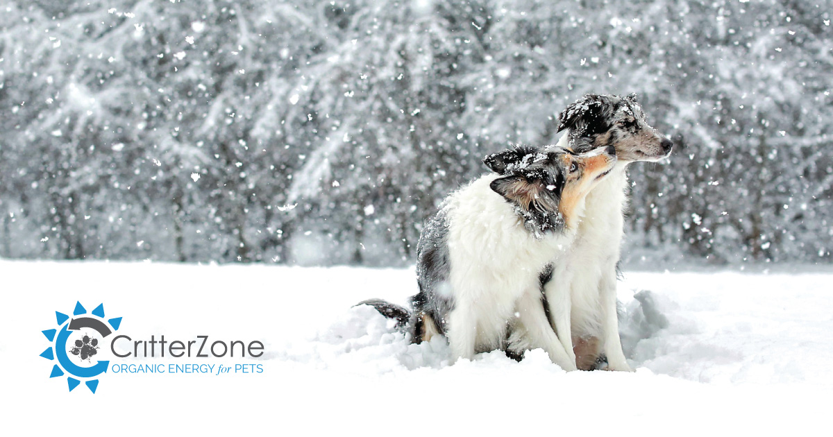 About Critter Zone