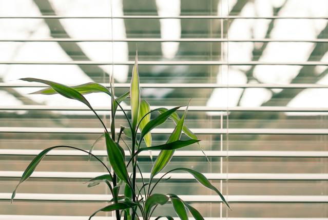A green potted plant placed in front of a set of white blinds over a window showing a tree outside.