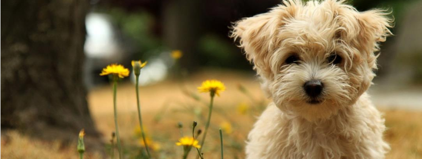 About Total Pet Supply Homepage