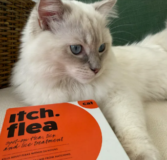 A cat with Itch flea treatement from the offers section
