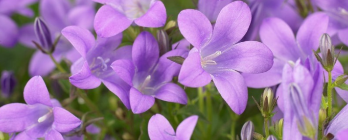 About Gardening Express Homepage