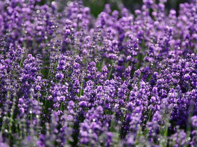 A vibrant lavender field in full bloom under bright daylight