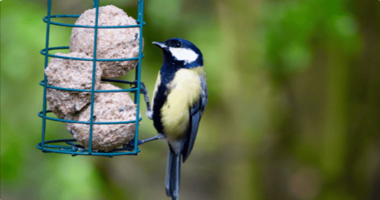 A type of bird feeder from Happy Beaks that you can save on with a Happy Beaks discount code