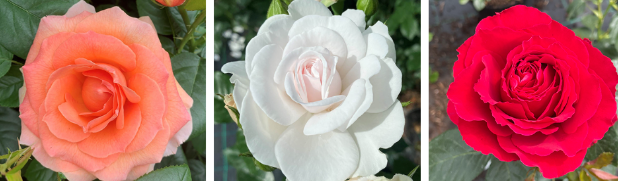 Seasonal roses in the garden