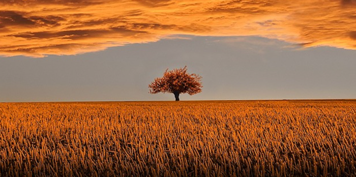 Ein einzelner Baum in einer leeren Steppe unter einer dichten Wolkendecke