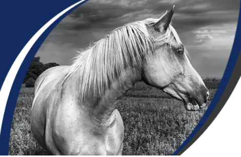 A horse looking at the fields behind it