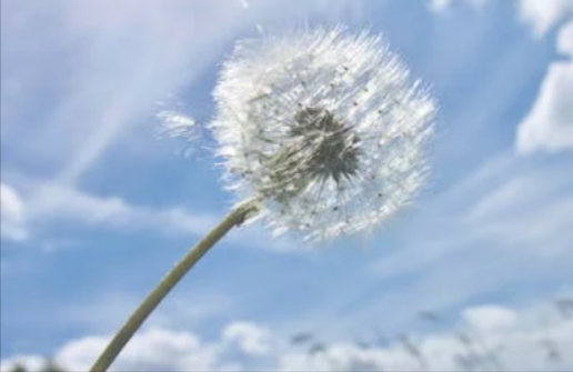 fiore da poter comprare con idea regalo nel Giorni Dei Singles per regalarlo ad amici o parenti