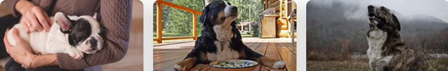 image showing different dogs
