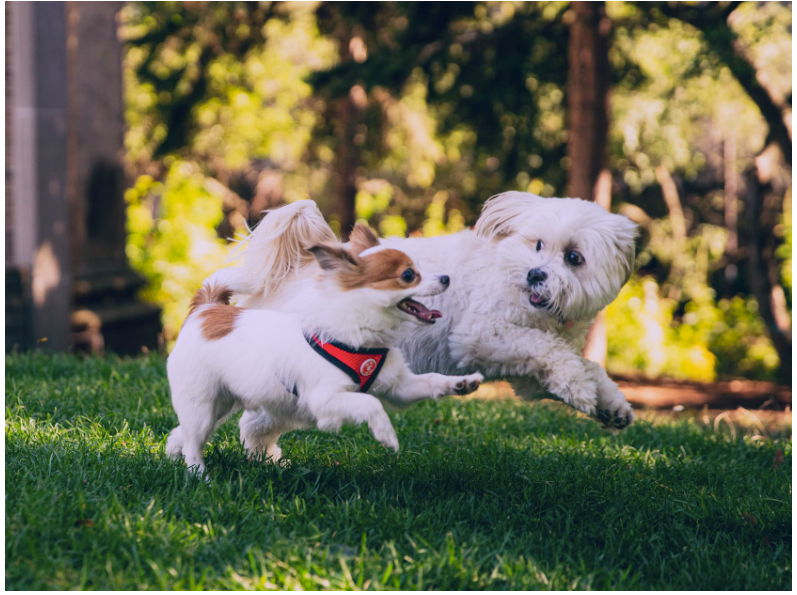 Two dogs playing carefree after taking Pick Peanut supplements