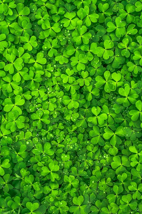 A field of shamrock