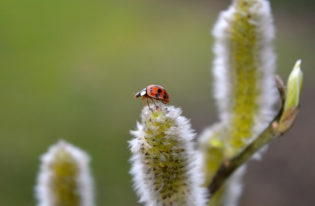 Willow catkin, Ladybug, Nature image with a ladybug