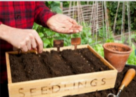 A person planting more seeds