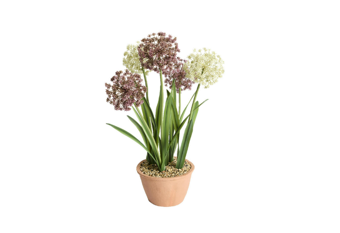 Budget garden ideas: The Sainsbury's Habitat Allium Plant