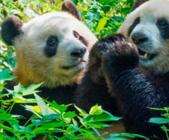 A sighting of pandas during a Exoticca China tour