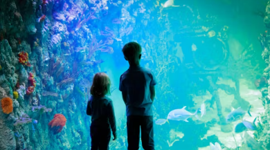 acquario da poter visitare in offerta con un codice sconto Musement