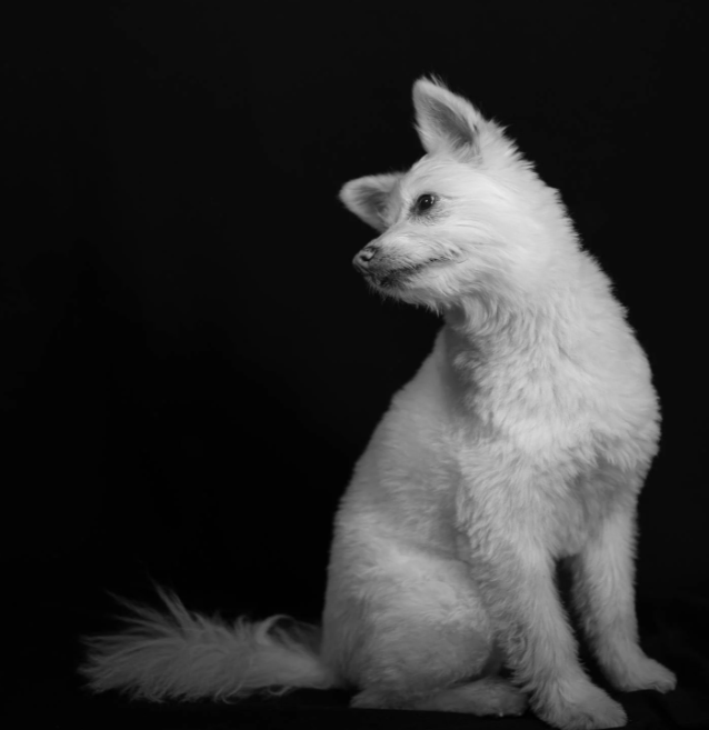 cane bianco al sicuro grazie ad una assicurazione sanitaria comprata con un codice sconto ConTe.it Cane e Gatto