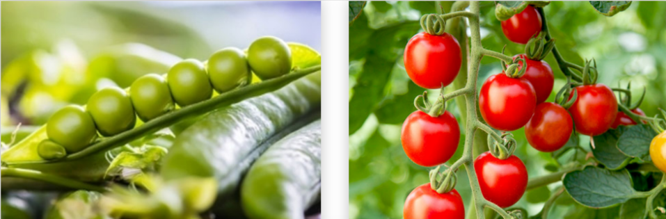 Peas and tomatoes that have grown to their full potential