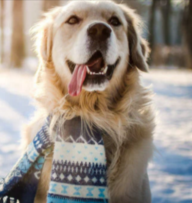 A dog playing in the snow while wearing a scarf.