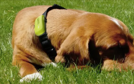 collare GPS allacciato al corpo di un cane, da comprare con un codice sconto Kippy
