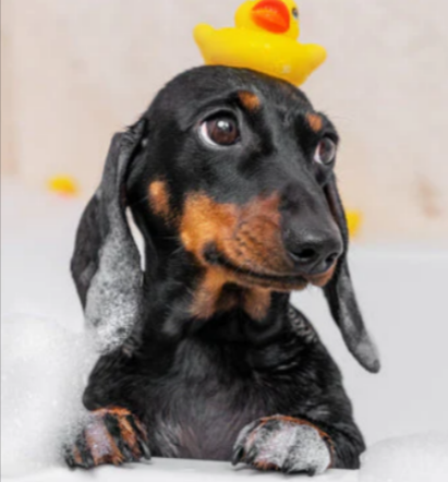 A puppy in a bathtub with a rubber ducky toy.