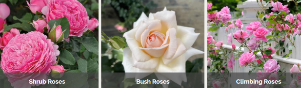 Harkness Roses different roses