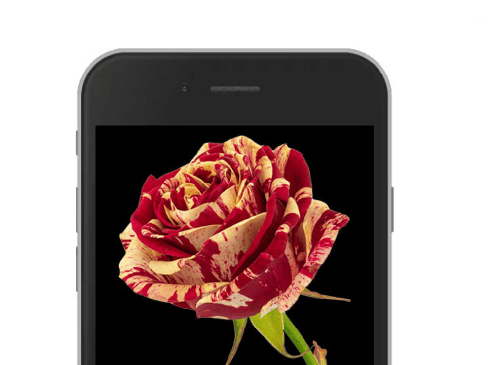 A phone screen displaying a colourful InterRose e-rose