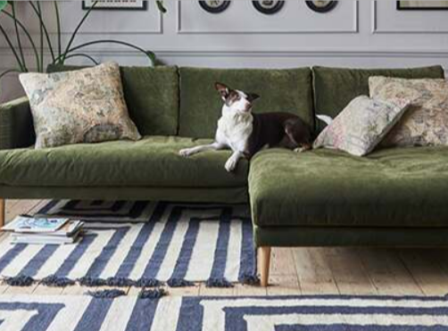 A dog sitting on an olive green Graham and Green sofa from the Sydney collection in a living room.