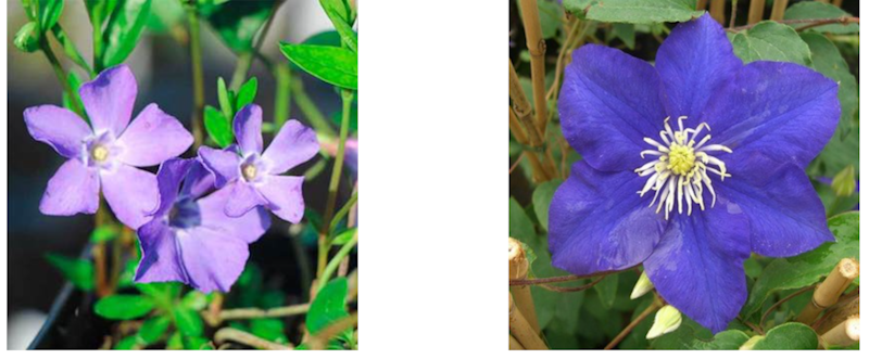 Zwei Bilder mit unterschiedlichen Arten von Blumenblüten