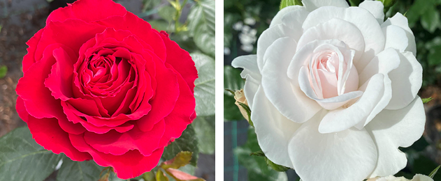 hardy roses, red and white