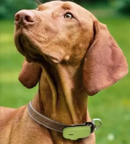 cane con collare GPS Kippy in offerta sul web con un codice sconto Kippy