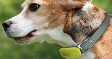 GPS al collo di un cane da poter comprare online con un codice sconto Kippy
