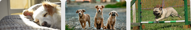 image showing different dog breeds