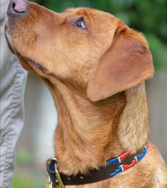 A shires digby and fox drover polo dog collar on the Equus website