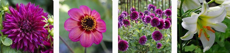 image showing some Crocus.co.uk offerings