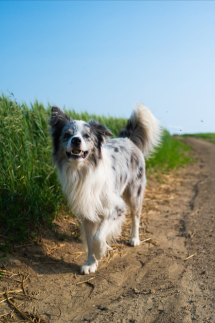 cane all'aperto che si diverte e respira aria fresca, in salute grazie all'assicurazione comprata con le offerte ConTe.it Cane e Gatto
