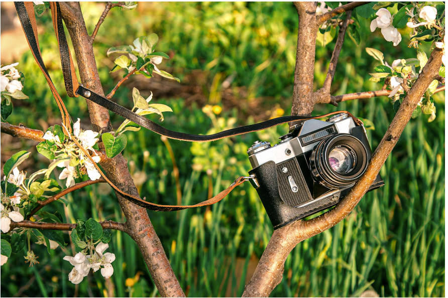A camera placed on a brown tree branch with white flowers and green leaves