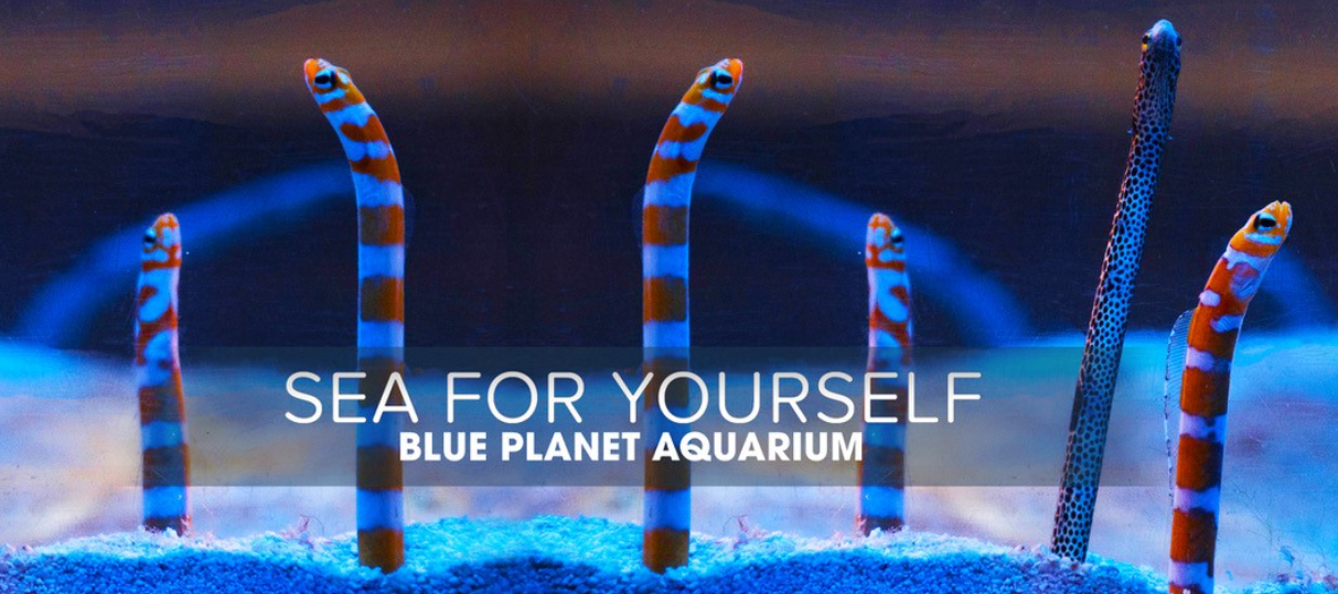 Blue Aquarium Discount Code August 2024