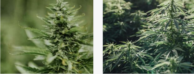 About The Hemp Collect Homepage