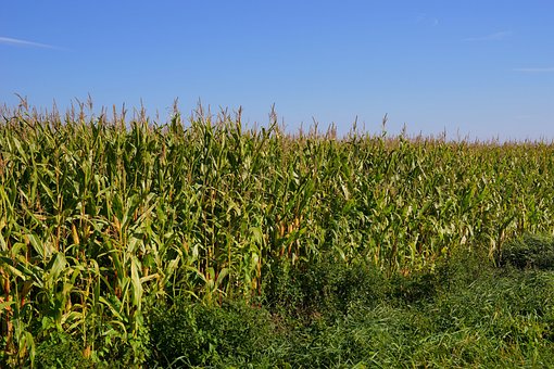 field
