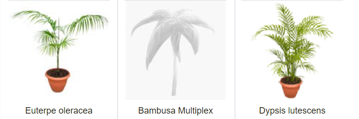 About Real Palm Trees Homepage