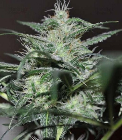 Super Lemon