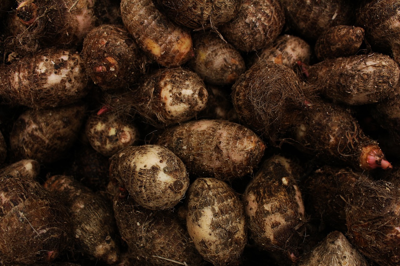 Unprocessed and organic wild yam roots ready for processing.