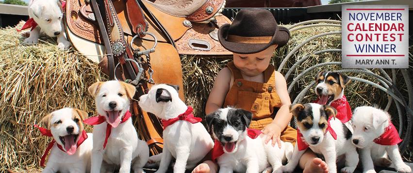 About Revival Animal Health Homepage