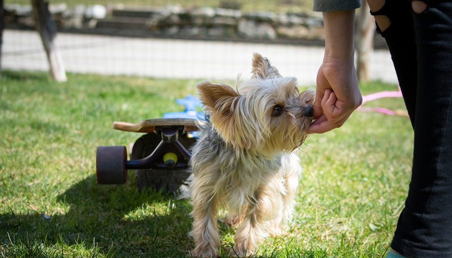 Owner feeding their dog a snack from the Chewy dog food collection on the grass with a skateboard in the background