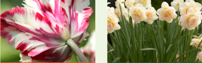 british flower assortment for growing in fall and summer in the UK