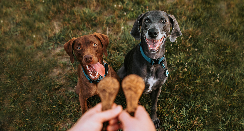 About Pawstruck