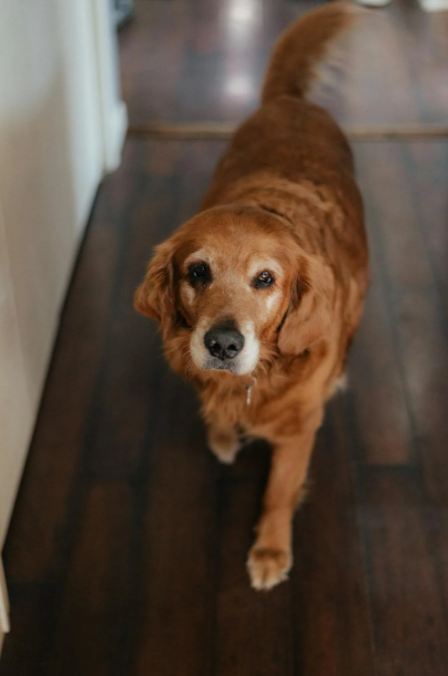 cane che cammina in casa dal suo padrone, che ha acquistato un'assicurazione con un codice sconto ConTe.it Cane e Gatto