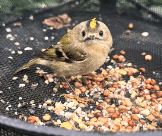 A bird enjoying seed from Happy Beaks that someone saved on with a Happy Beaks discount code